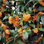 Osmanthus